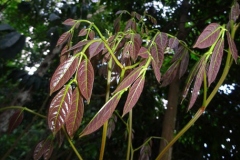 Young-leaves-of-Ngapi-Nut-tree