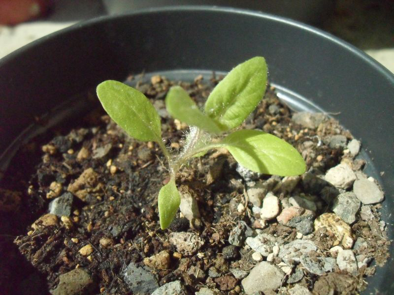 Niger-seedlings