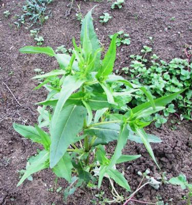 Niger-seeds-plant