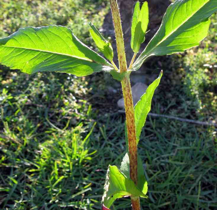 Niger-seeds-stem