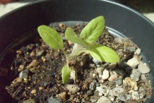 Niger-seedlings