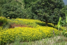 Niger-seeds-farm