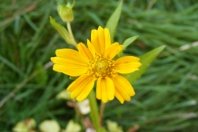 Niger-seeds-flower