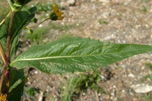 Niger-seeds-leaves