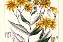 Niger-seeds-plant-illustration