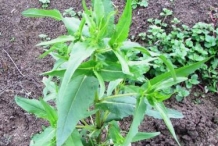 Niger-seeds-plant