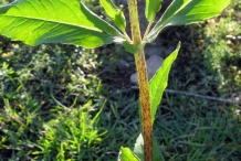 Niger-seeds-stem