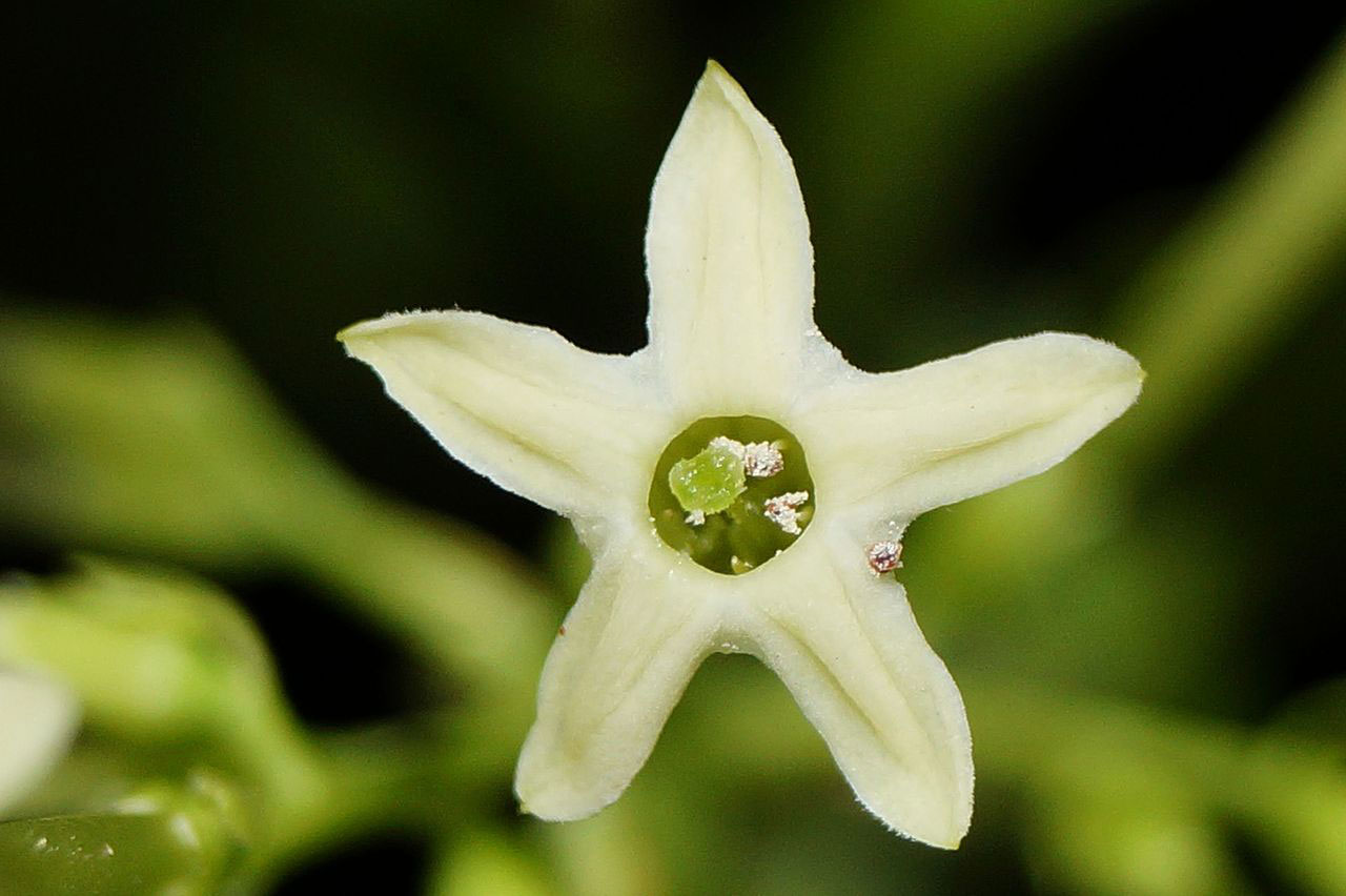 Closer-view-of-Flower-of-Night-blooming-jasmine