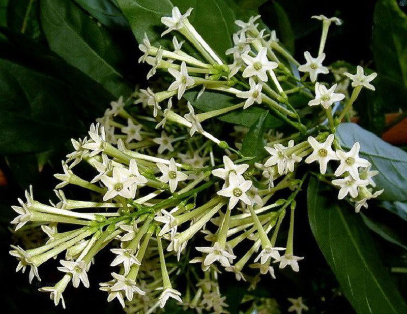 Flowers-of-Night-blooming-jasmine