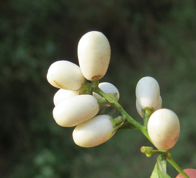 Fruit-of-Night-blooming-jasmine