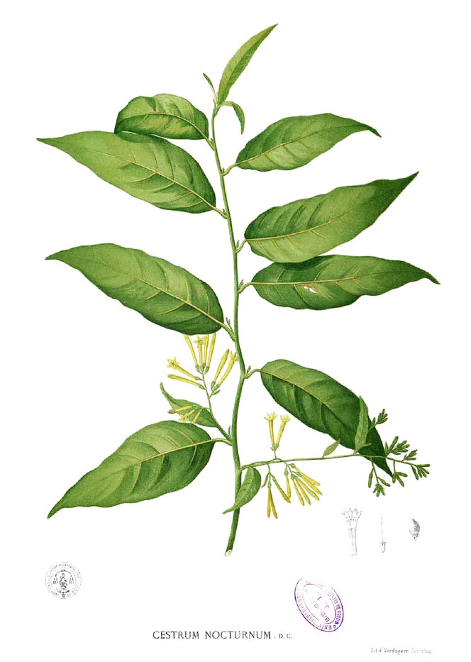 Plant-Illustration-of-Night-blooming-jasmine