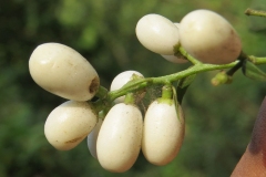 Closer-view-of-fruits-of-Night-blooming-jasmine