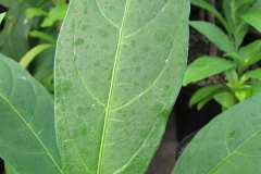 Closer-view-of-leaf-of-Night-blooming-jasmine