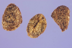 Dried-seeds-of-Night-blooming-jasmine