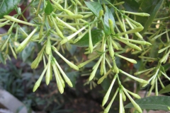 Flowering-buds-of-Night-blooming-jasmine