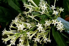 Flowers-of-Night-blooming-jasmine