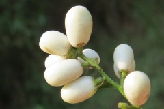Fruit-of-Night-blooming-jasmine