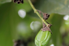 Immature-Seed-of-Night-blooming-jasmine