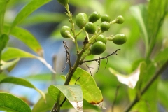 Immature-fruits-of-Night-blooming-jasmine