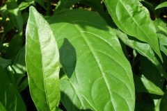 Leaves-of-Night-blooming-jasmine