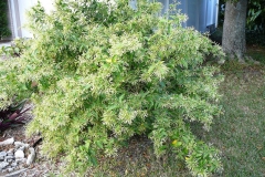 Night-blooming-jasmine-Plant