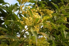 Other-Varieties-of-Night-blooming-jasmine