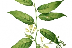 Plant-Illustration-of-Night-blooming-jasmine