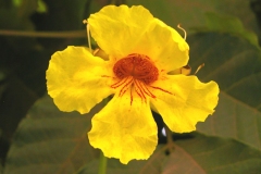 Closer-view-of-flower-of-Nile-tulip