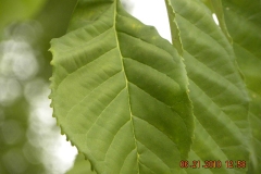 Closer-view-of-leaves-of-Nile-tulip