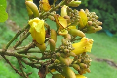 Flowering-buds-of-Nile-tulip