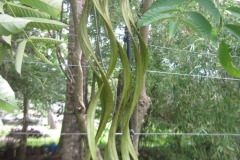 Immature-fruits-of-Nile-tulip