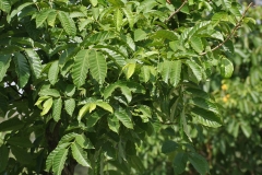 Leaves-of-Nile-tulip