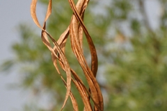 Mature-fruits-of-Nile-tulip