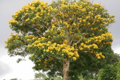Nile-tulip-tree