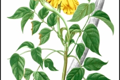 Plant-Illustration of Nile tulip