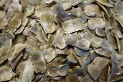 Seeds-of-Nile-tulip