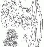 Sketch-of-Nile-tulip