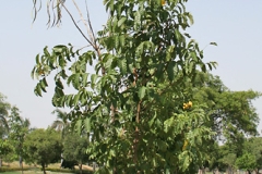 Small-Nile-tulip-plant