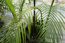 Nipa-palm-leaves