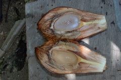 Half-cut-Nipa-Palm