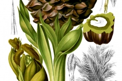 Nipa-palm-plant-illustration