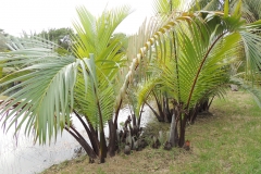 Nipa-palm-plant
