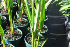 Nipa-palm-seedlings
