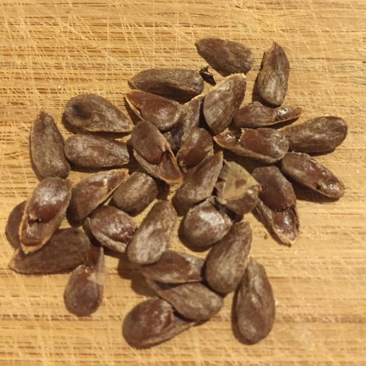 Noni-fruit-seeds