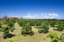 Noni-fruit-farm