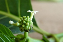 Noni-fruit-flower-bud