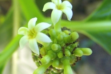 Noni-fruit-flower