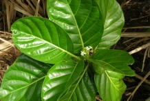 Noni-fruit-leaves
