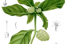 Noni-fruit-plant-illustration