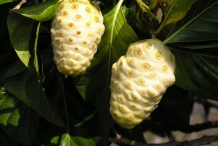 Noni-fruit-ripened